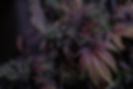 green and brown pine cone_edited.jpg